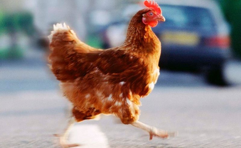 La Strada del Pollo: Tutto Sull'Origine e la Popolarità In Italia - panoramica