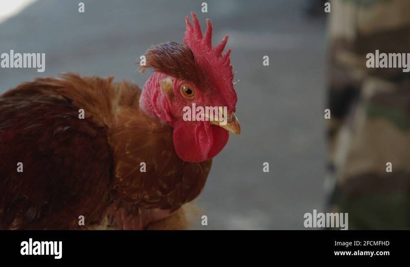 Découvrez les Secrets de Chicken Road, le Jeu de Casino En Ligne Populaire au